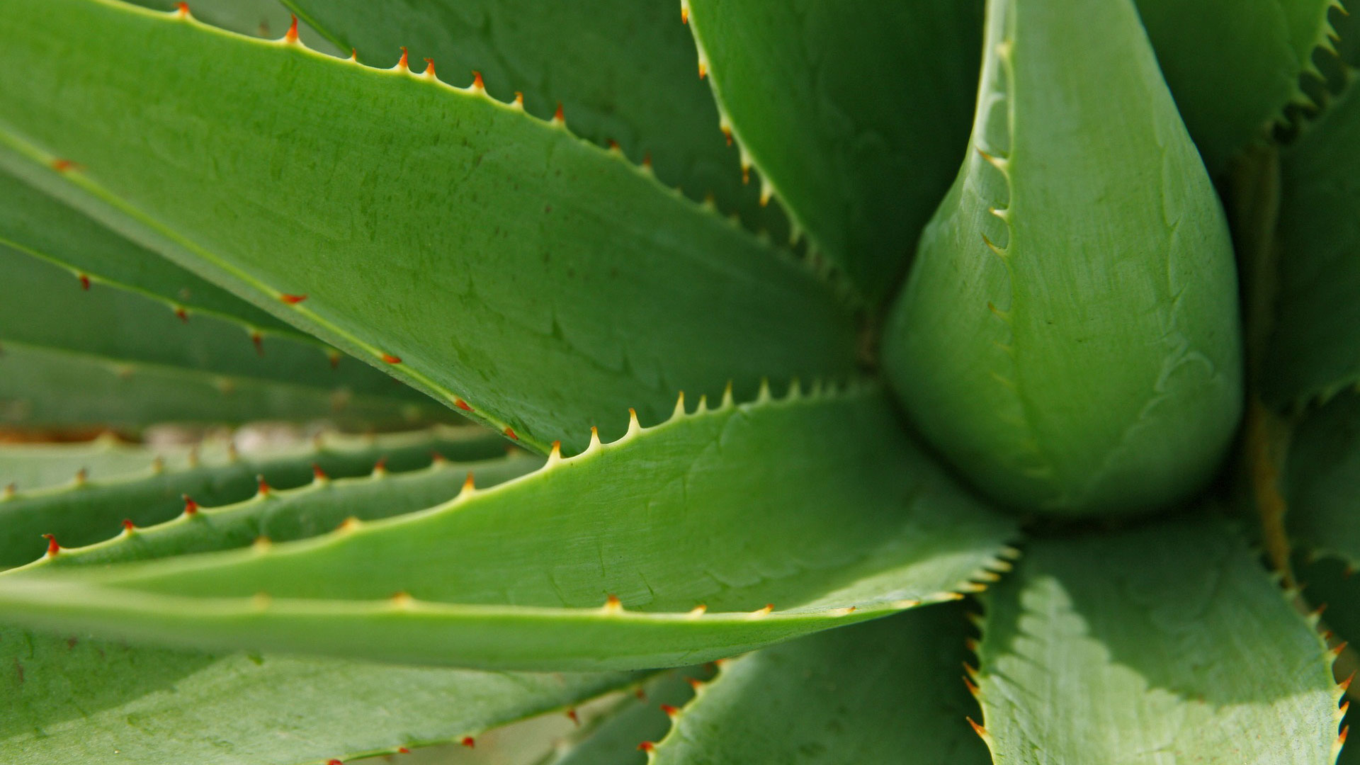 Aloe