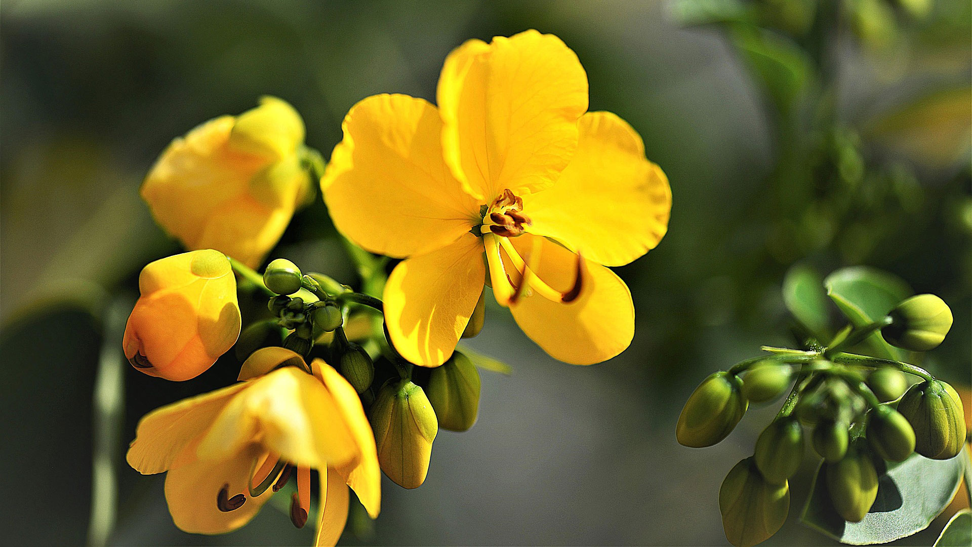 Sennes JacobusSchwedenkräuter traditionelle Rezepturen mit