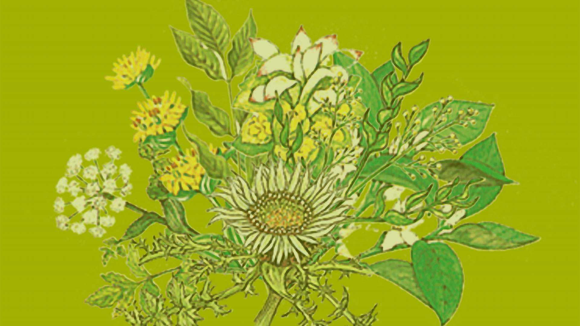 Vorteile der Schwedenkräuter in langer Tradition.